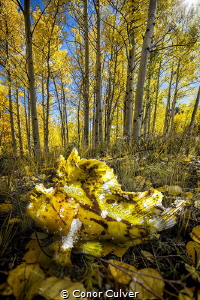 "Leaves In the Fall" part of my Underwater Surrealism ser... by Conor Culver 